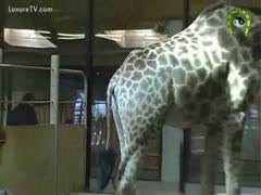Giraffe attracts other giraffe to take fuck